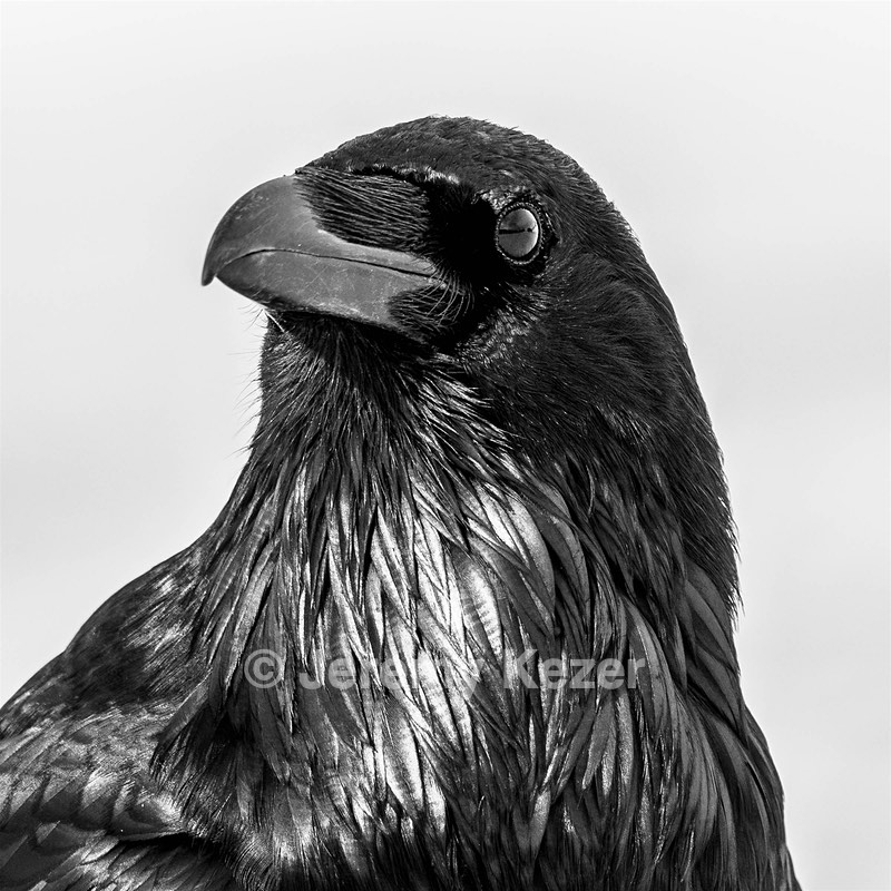 Raven, Yellowstone National Park