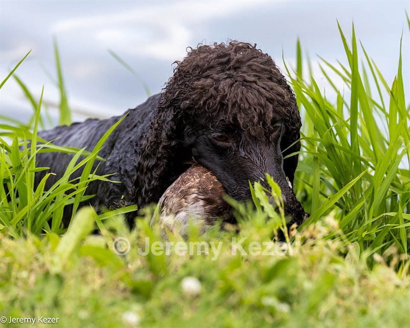 Ghillie