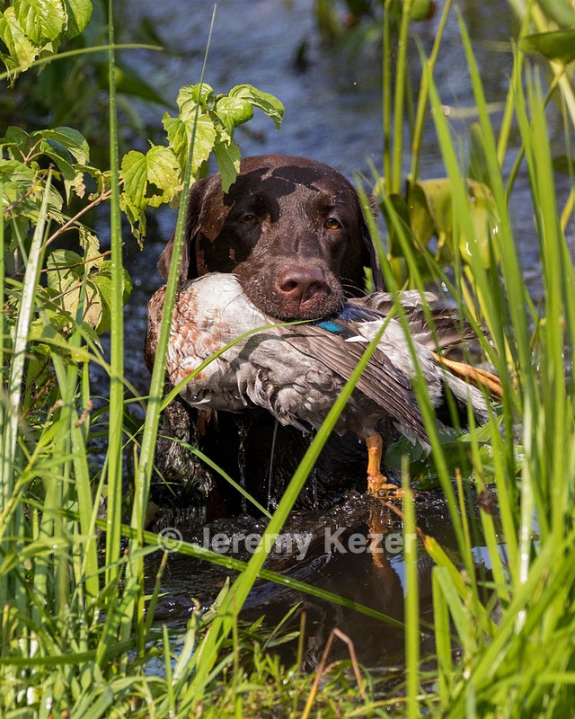Chip Decie