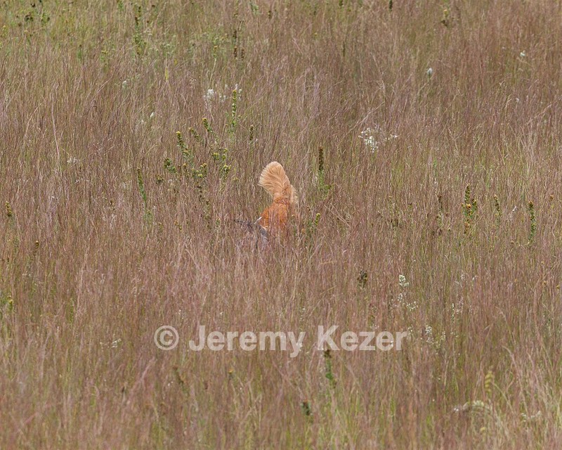 Taz
