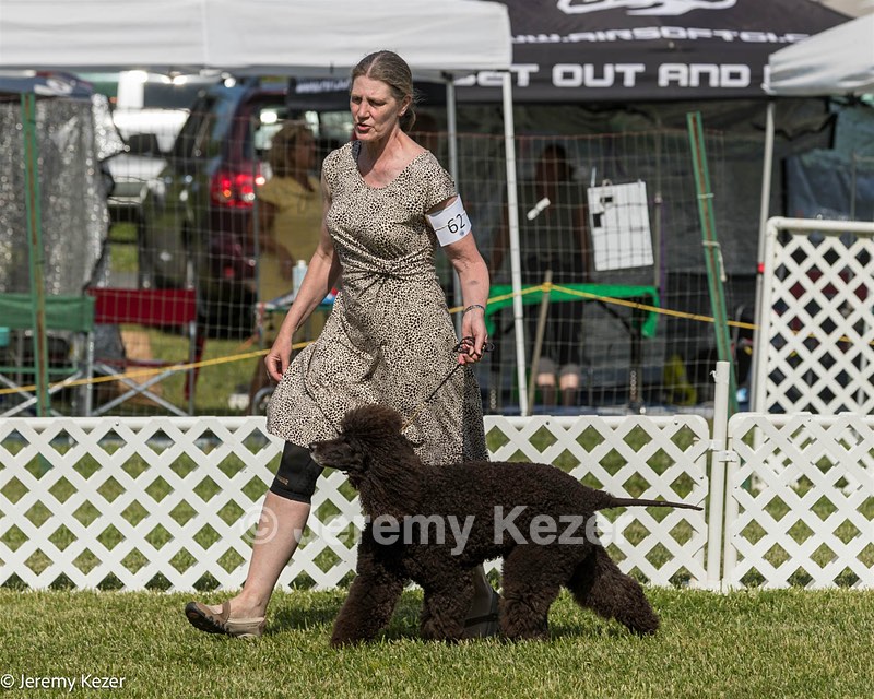 62 - GCH CH Chantico's Dark And Stormy BN RN (Kiera)