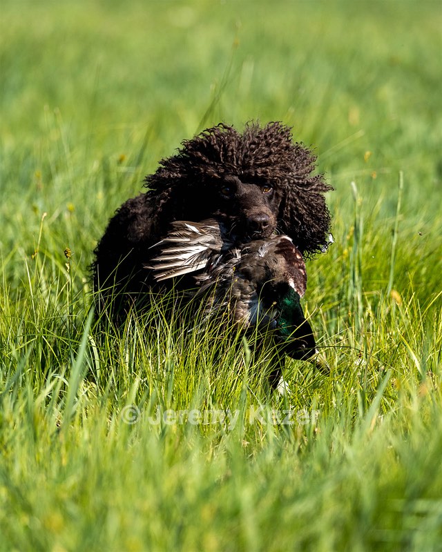 Ghillie Kezer