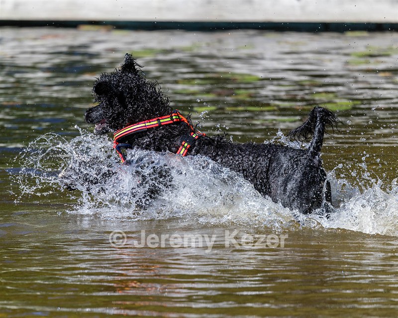Ziva Hyres