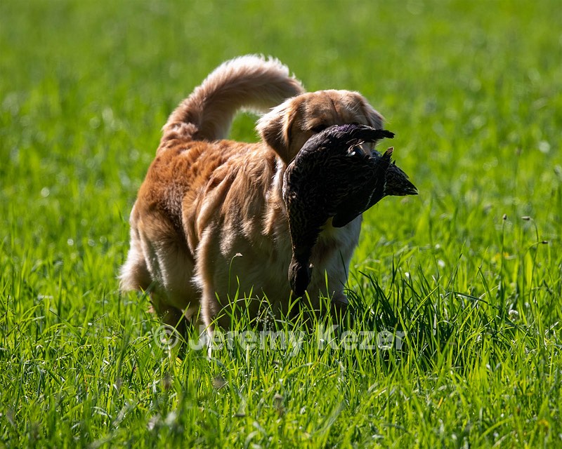 Mako Herderhurst