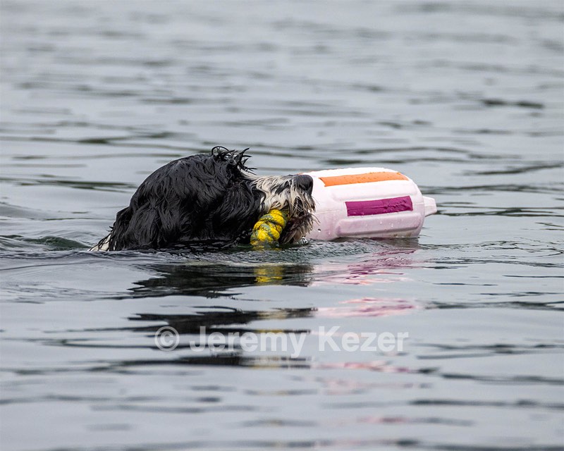 Zora Schaub