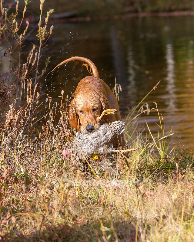 Marsha Wilcox's Pete