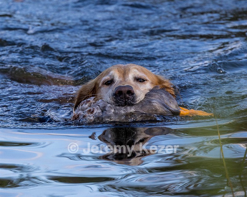 Bunny Merrifield