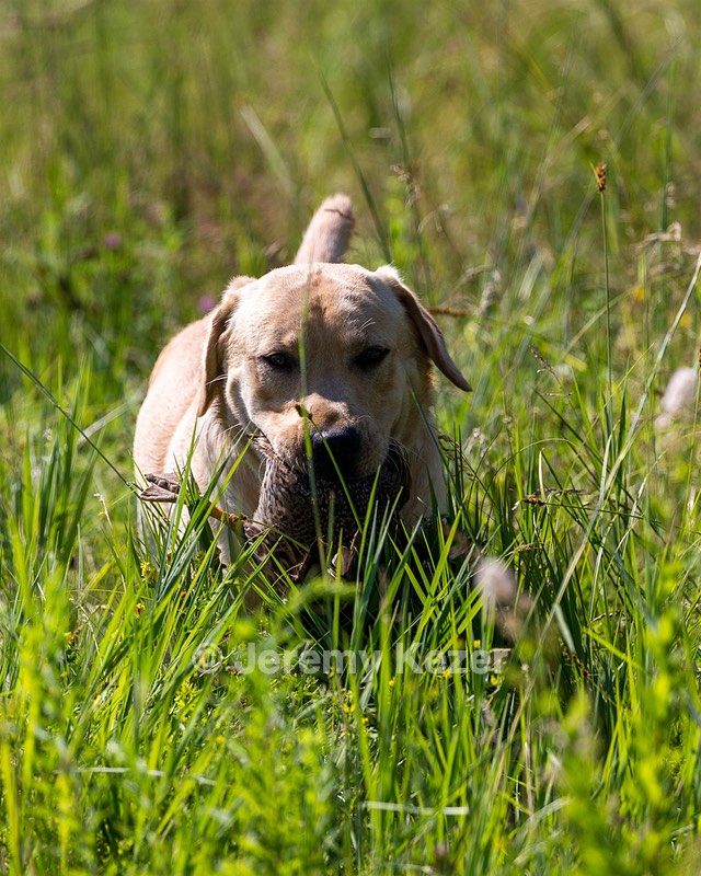 Merle