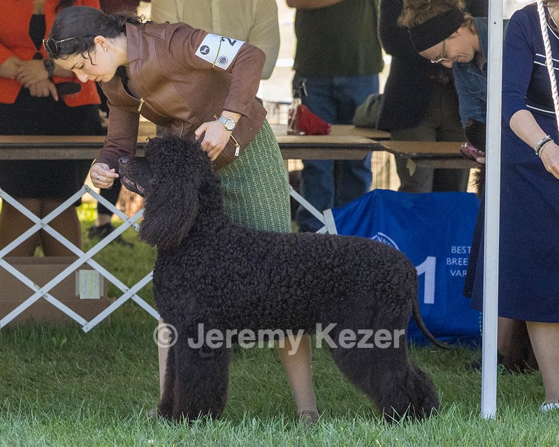 25 - GCH CH POOLE'S IDE RIPTIDE OHS RI DS CGC (Rip)