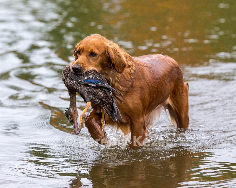 Canoe