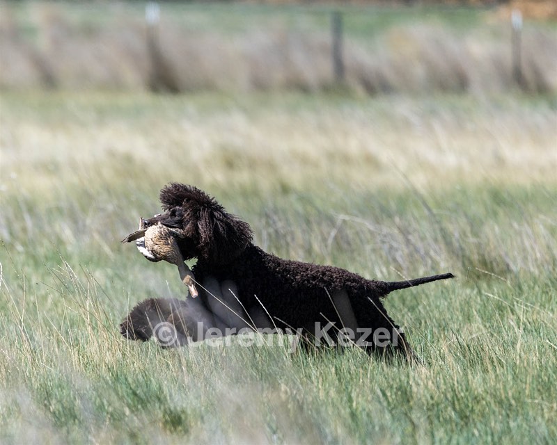 Ghillie