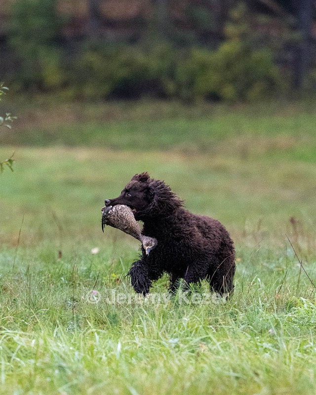 Ghillie Kezer