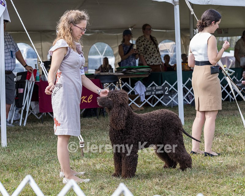 07 - GCH Castlehill's Ramblin' Rafael O'Crispin BN RA (Raffie)