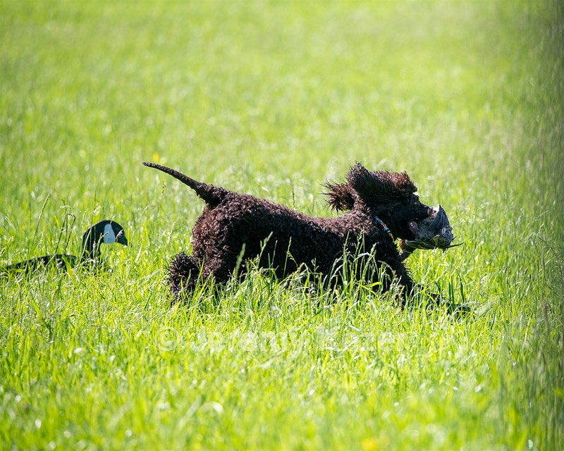 Ghillie Kezer