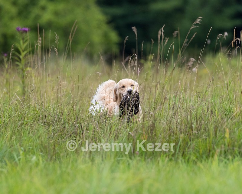 Meadow