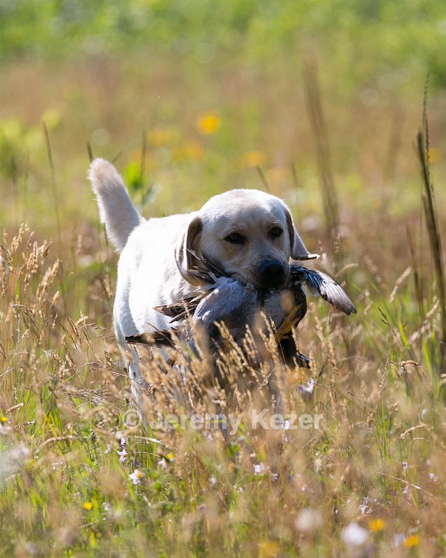 Stewart DePolo