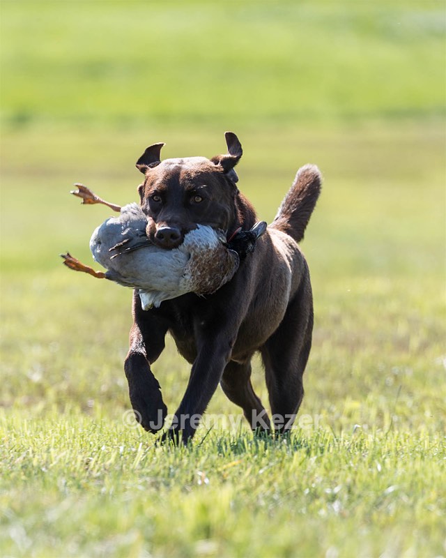 Bo