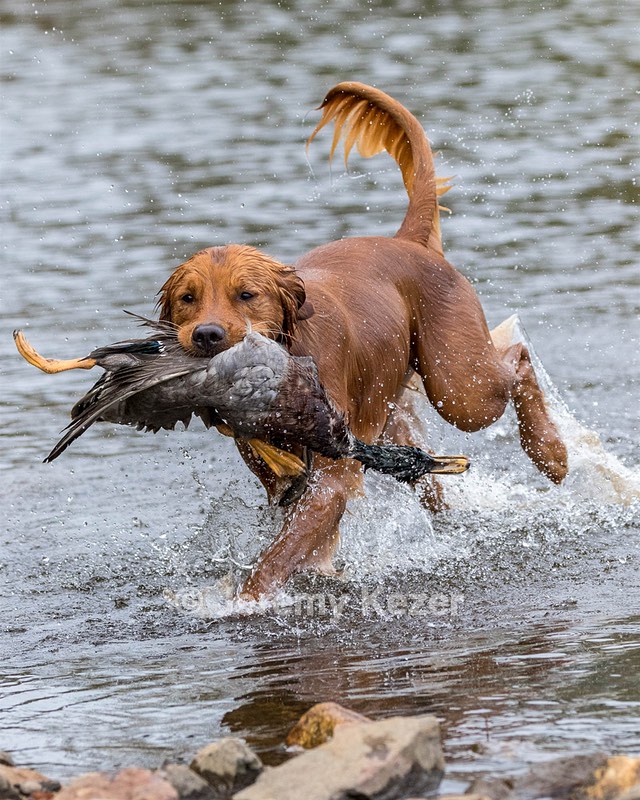 Huckleberry