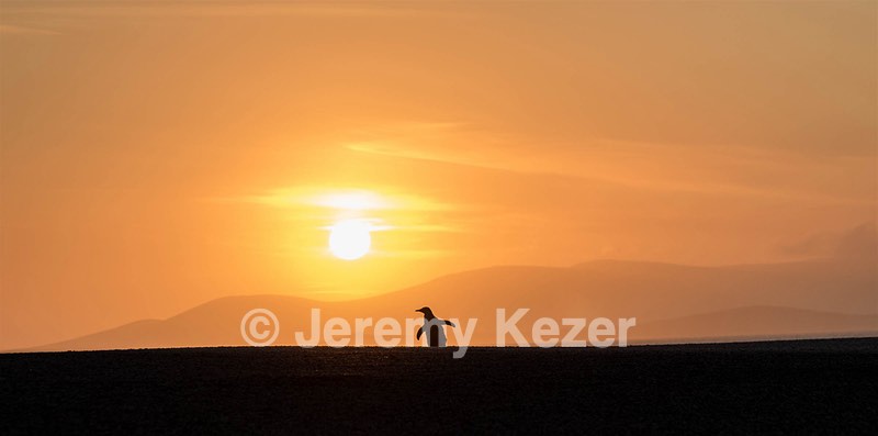 Gentoo Penguin, Saunders Island, The Falklands