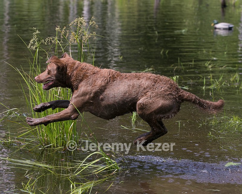 Monster Zajchowski