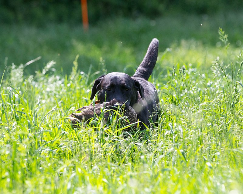 Pepper Ungar