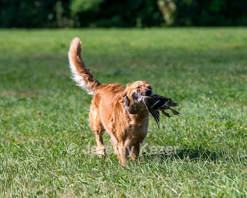 Elle