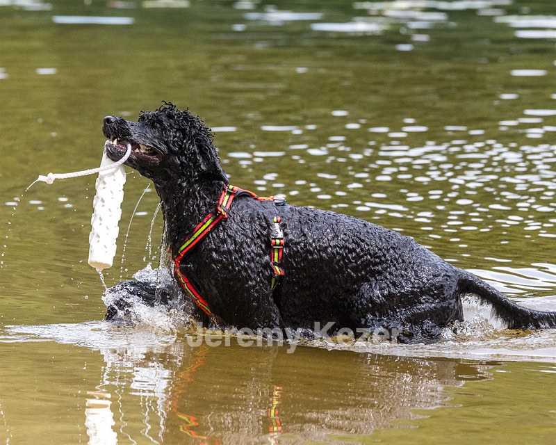 Ziva Hyres