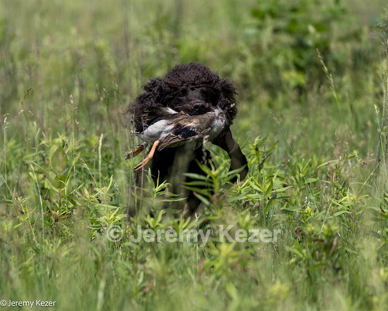 Ghillie Kezer