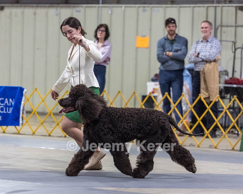 09 - GCH CH POOLE'S IDE RIPTIDE RI DS CGC (Rip)