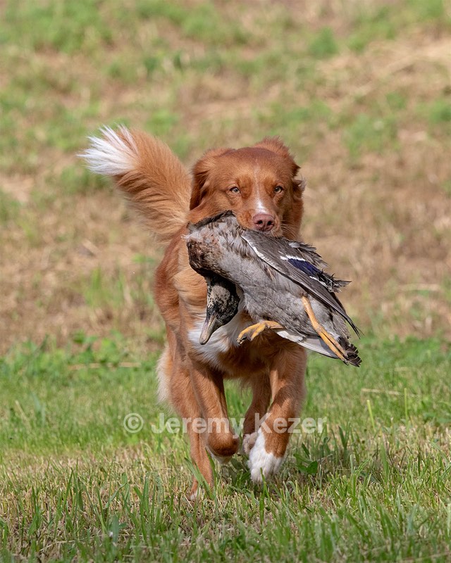 Ganser Baillargeon