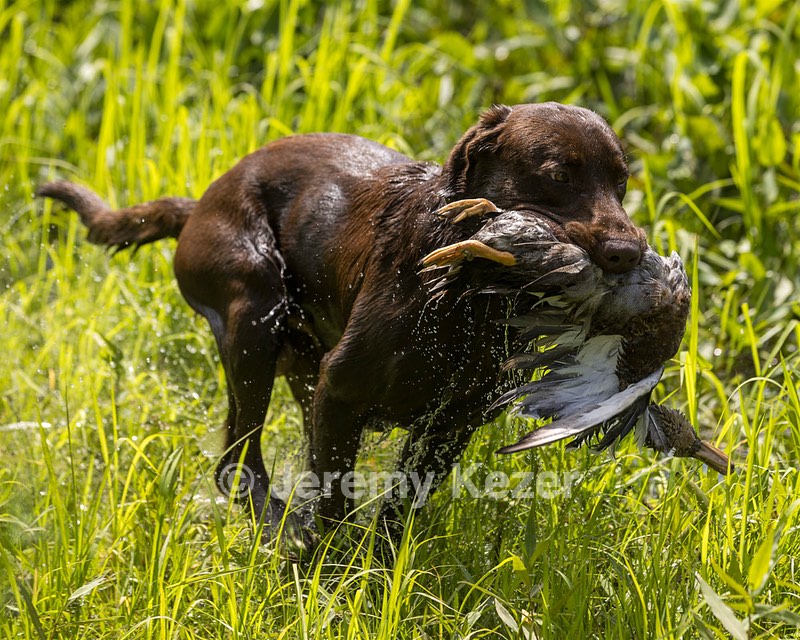 Moose Molle