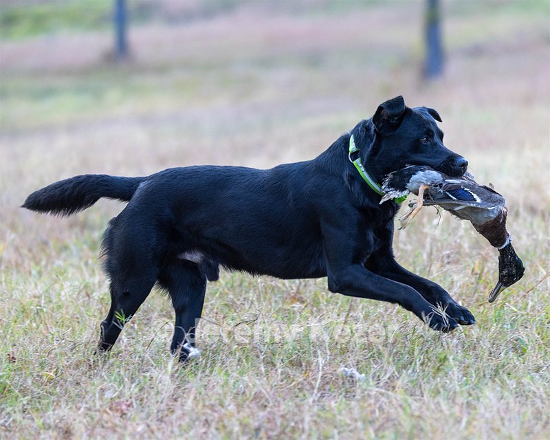 Ruger Harrelson