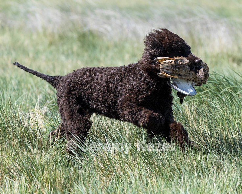 Ghillie