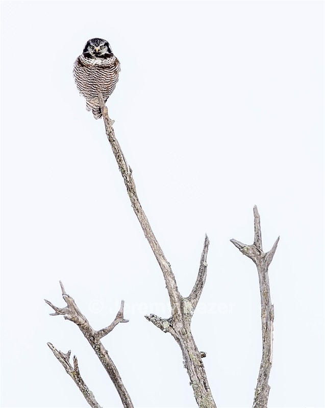 Northern Hawk Owl, Minnesota
