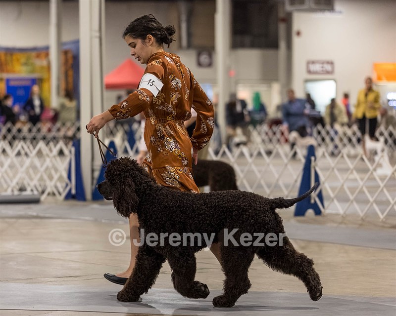15 - CH POOLE'S IDE DARK KNIGHT (Oscar)
