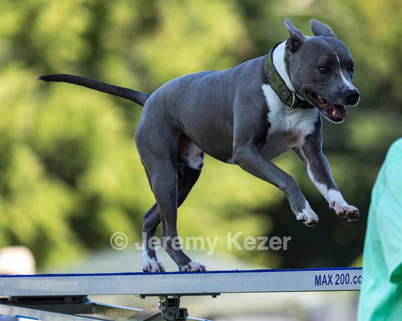 Atticus Mechan