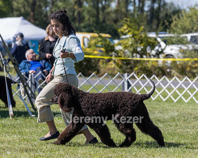09 - GCH CH POOLE'S IDE DARK KNIGHT RN CGC TKN ATT (Oscar)