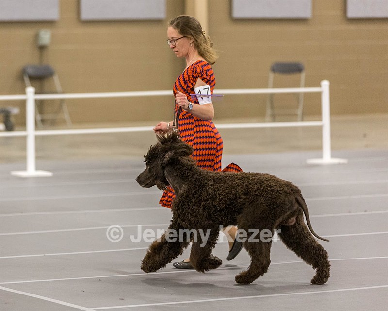 17 - Ballyhoo’s V Finnegan Mcneill BN FDC CA BCAT DS DJ CGCA TKN VHMA JH JHU WD