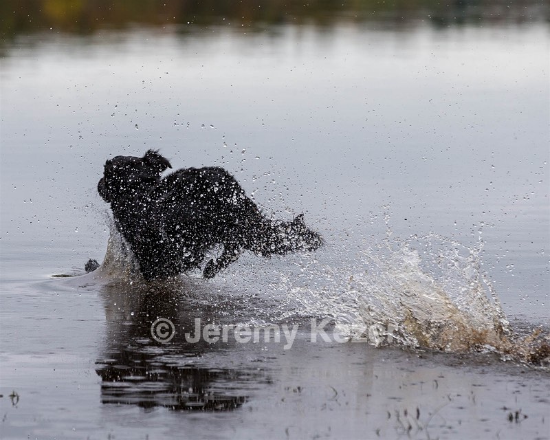 Splash Nettleton-Smilas