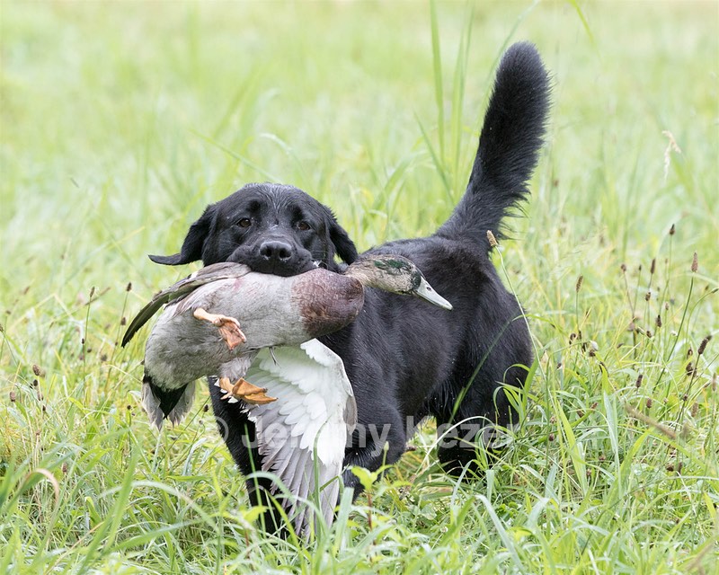 Ranger schuko