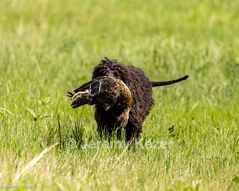 Ghillie