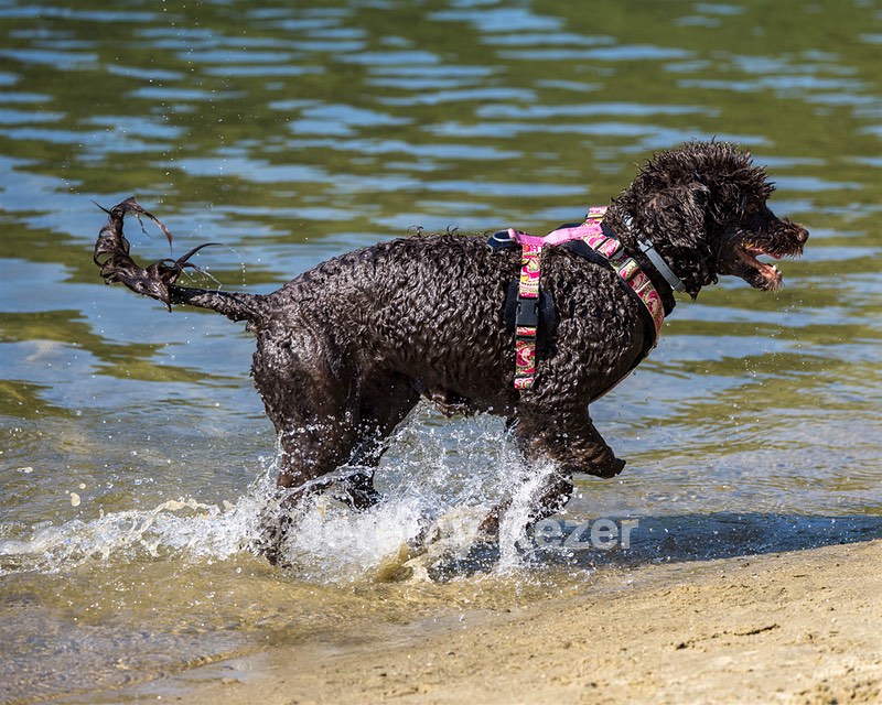 Tootsie Totten