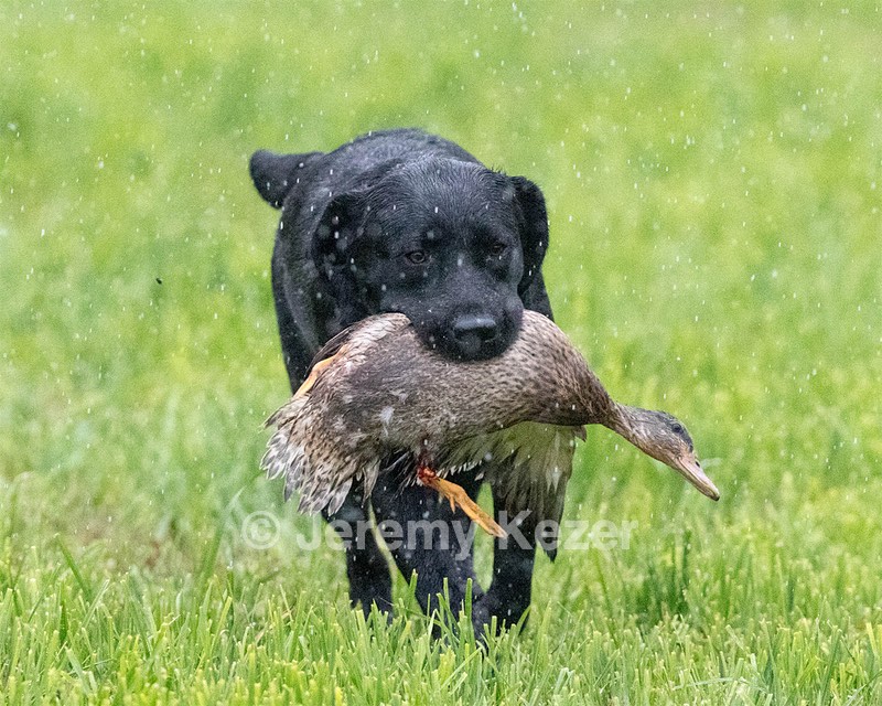 Josie
