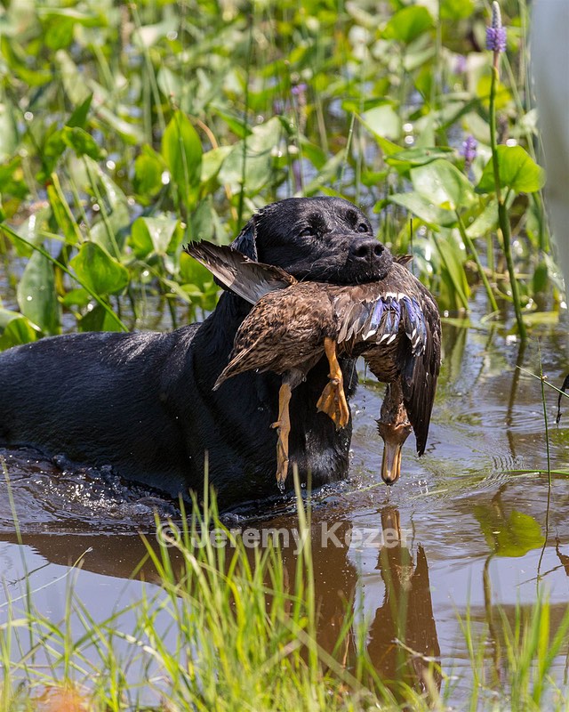 Fenway