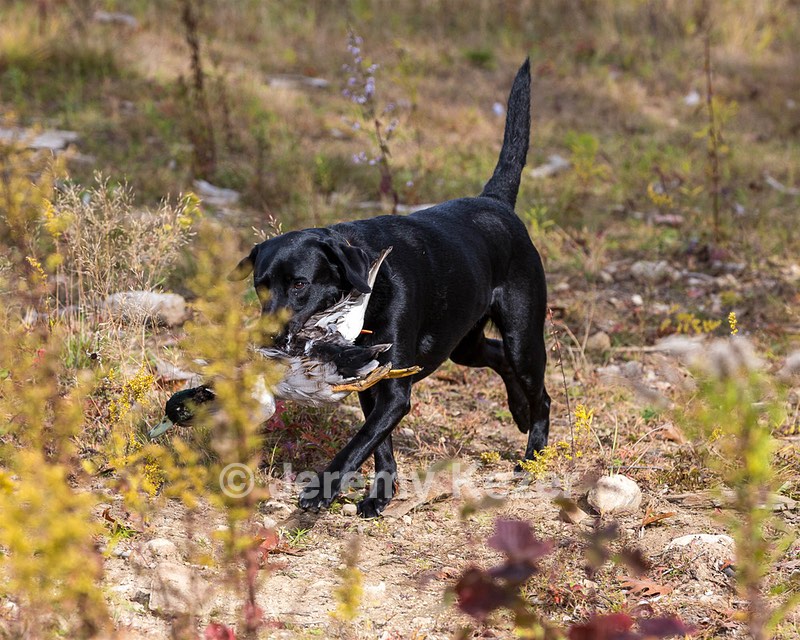Westview's Black Sofie (Sofie)