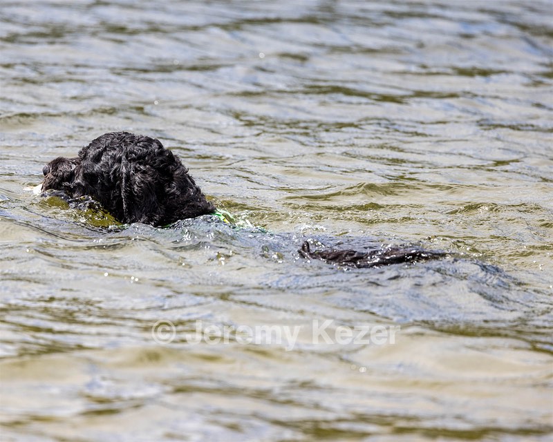 Ebony Ferrandino