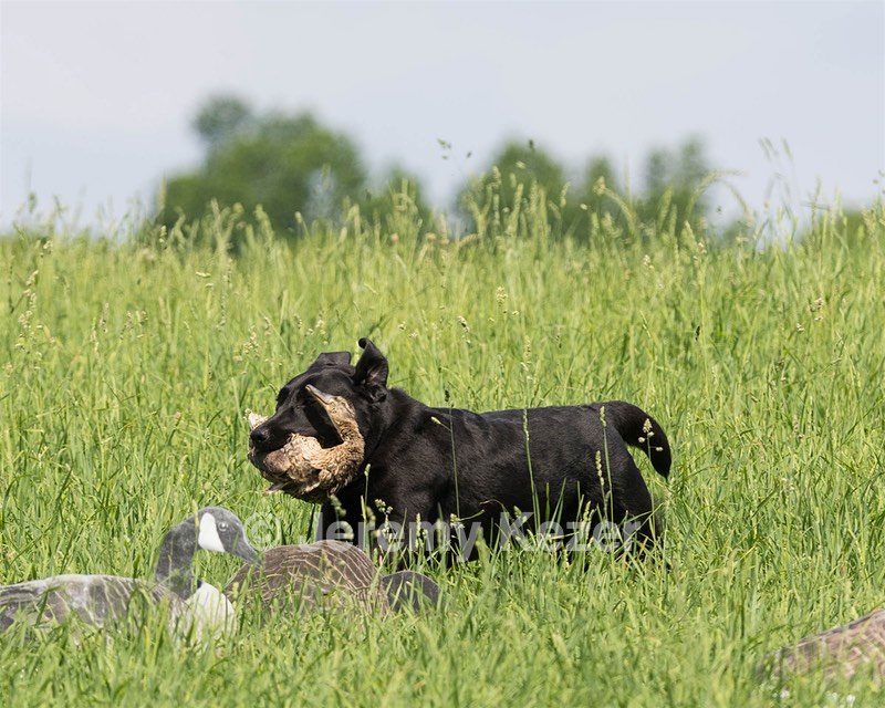 Pepper Ungar