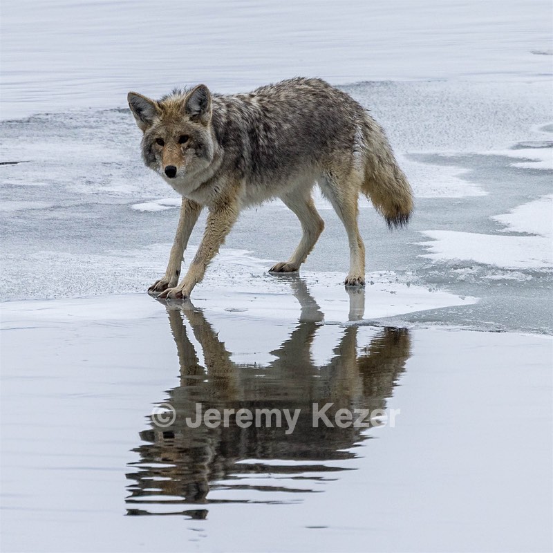 Coyote, Yellowstone National Park