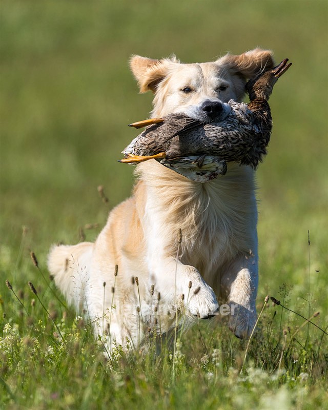Graham Crystal