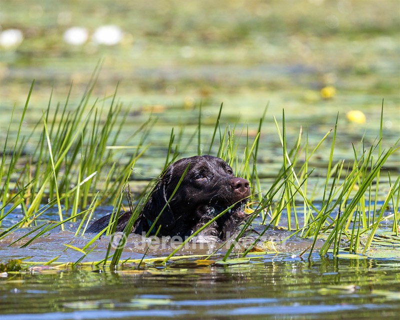 Otter Henry